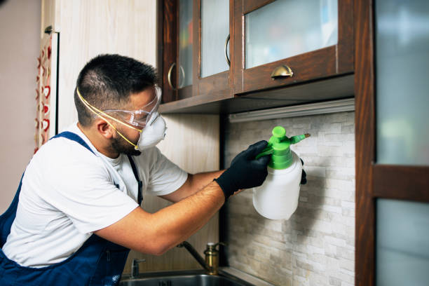 Best Affordable Pest Control Services  in Kingman, AZ