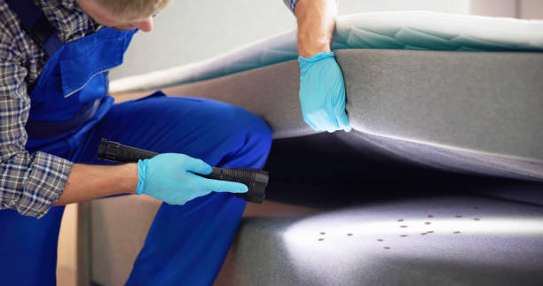 Best Affordable Pest Control Services  in Kingman, AZ