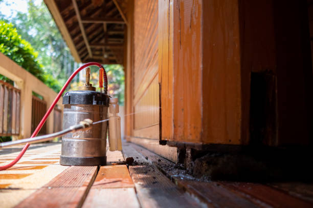 Best Wasp Removal Services  in Kingman, AZ